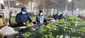 Vietnam's fruit, vegetable exports reach new milestone, topping 7 billion USD