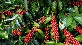 Coffee exports need to consider the 'long term'