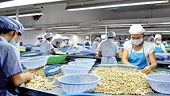 Vietnam tops global cashew exports for 18th year