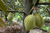 Warning about exported Vietnamese durian containing pesticide residue, complying with food safety