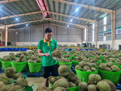 China warns about Vietnamese durian and jackfruit, Plant Protection Department issues recommendations