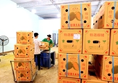 Việt Nam's export durians face stricter regulation in China market