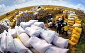 Rice exports and the long-term story
