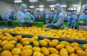 Fruit and vegetable exports drop due to stricter inspections