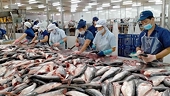 Seafood exports in first half of January exceed US$400 million