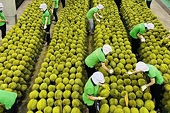 Vietnam's agricultural product exports shine in 2024