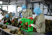 Vietnam’s agricultural exports face stricter requirements