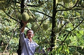 Việt Nam’s durian exports to China plummet by 80%
