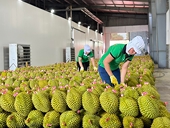 Durian under strict inspection, fruit and vegetable exports to China reduced by nearly half