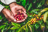 Vietnam’s coffee exports aim for 6 billion USD milestone