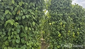 Vietnam’s pepper prices surge – Golden opportunity for exporters