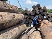 Wood export industry navigates trade war challenges