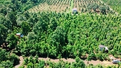 VN’s pepper exports hit 8-year high