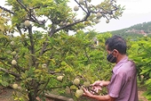 Cooperatives embrace green transformation to boost exports