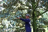 Việt Nam's agricultural exports face quality control obstacles