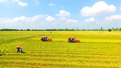 Vietnam focuses on exporting high-quality rice