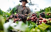 Vietnamese exporters seek opportunities amid Middle East conflict