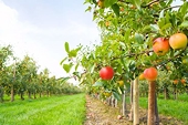 President Trump secures greater ag market access in Brazil, Thailand, Vietnam