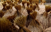 Vietnam, Indonesia agree to sign rice trade deal as shipments plunge