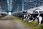 China adjusts import procedures for dairy products