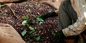 In the first 6 months of the year, Vietnam's coffee exports reached 5.45 billion USD.