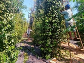 Pepper industry needs to quickly shift from raw exports to deep processing