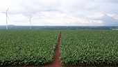 Banana exports poised to reach $4 billion in near future