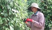 Vietnamese pepper exports surge in value despite decline in volume