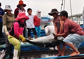 New regulations cripple Vietnam's skipjack tuna industry