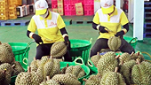 New export standards set to elevate Vietnam’s durian sector