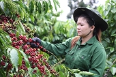 Coffee sector braces for EU Deforestation Law