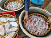 The Thai market is 'addicted' to Vietnamese squid and octopus