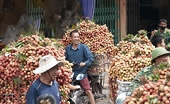 Vietnamese PM calls for ongoing tariff talks with U.S.