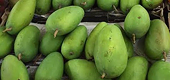 Europeans have taste for Vietnamese passion fruit, mango: association