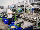 Cashew exports to China surge, overtaking the US as Việt Nam’s top market