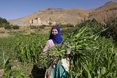 DP World's Morocco-UK-Europe service to provide faster exports of fruit and vegetables