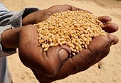 China clears imports of Brazil sorghum, official says, in blow to US