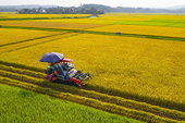 Vietnam’s hard lesson in rice branding and intellectual property