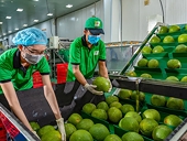 Accelerating durian exports