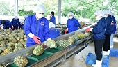 Vietnamese pineapple exports in August skyrocket over 400%