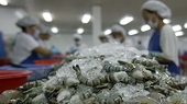 Viet Nam shrimp exports achieve strongest growth in three years