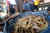 Viet Nam Shrimp Exports Skyrocket by 22% in 2025: A Triumphant Three-Year High Driven by Global Demand