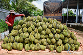 Viet Nam’s durian exports set to break $3.5 billion record despite setbacks