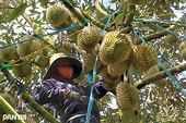 Viet Nam earns more than 1.3 billion USD from exporting processed fruits and vegetables