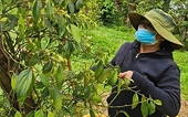 Vietnamese pepper on track for $1.5bn export record in 2025