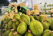 Durian exports resume smoothly following temporary testing bottlenecks