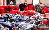 Tuna industry challenges before tax-free opportunity in the US