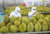 Fruit and vegetable exports could reach 8.5 billion USD