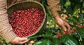 Mexico spending on Vietnamese coffee skyrockets nearly 35 times