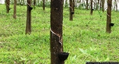 India Probes Chinese Rubber Imports For Alleged Dumping